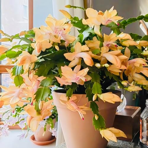 Christmas Cactus Bare Root Plants Live, 4-6 Inch Tall Perennial Holiday Houseplant, Schlumbergera Rooted Starter Plants for Indoor Garden, No Pot Included (Yellow,1)