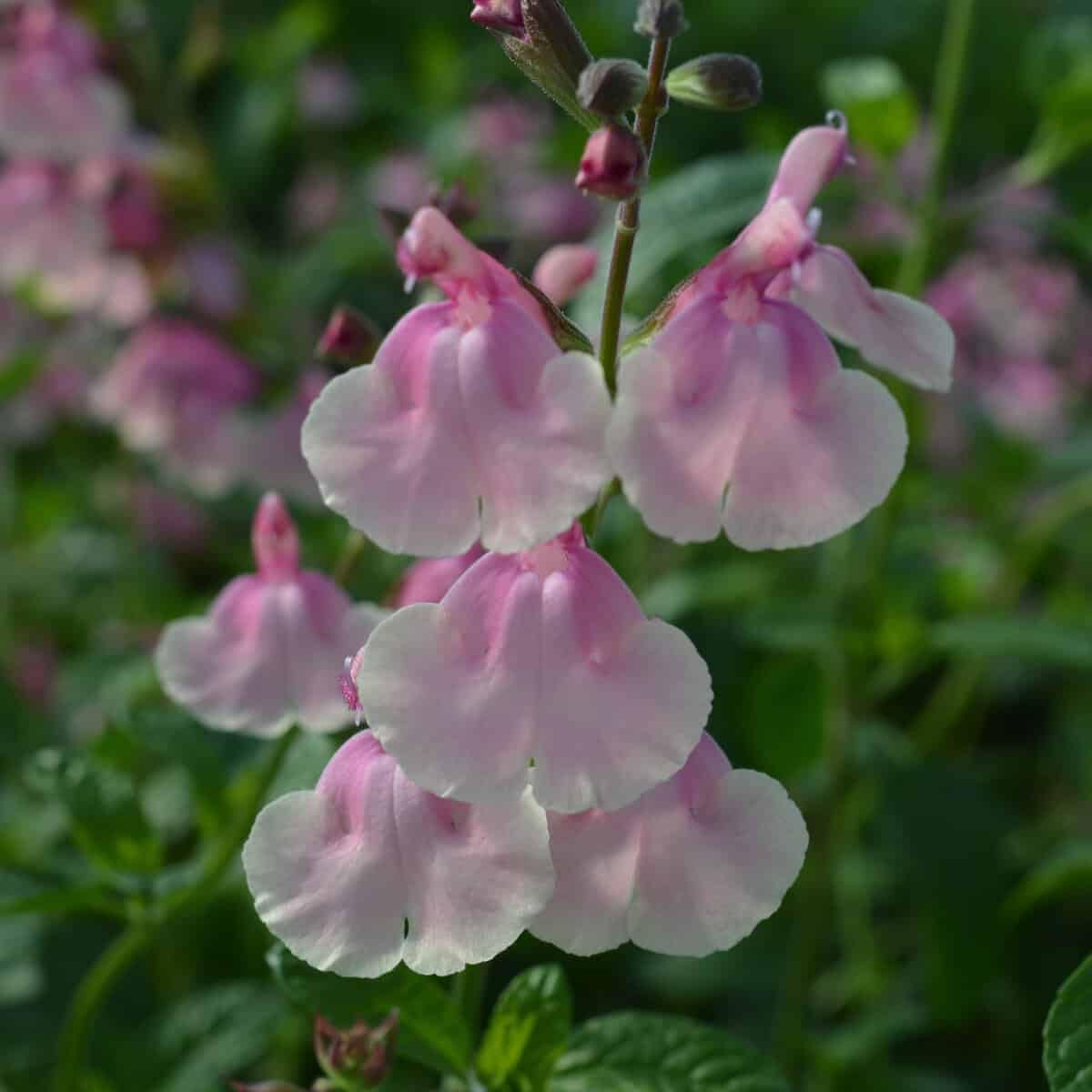 Salvia 'Candy Dream'- *NEW* Salvia that is Ready to Plant Out- Comes Back Every Year (Hardy) - Flowers from Summer to Autumn- Loved by Bees (Middleton Nurseries) (P9(9cm Pot))