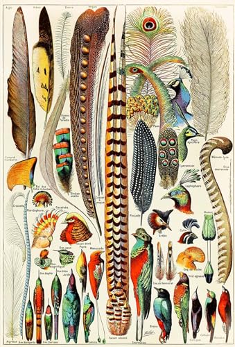 Affiche d'art oiseaux Adolphe Millot poster plumes salon chic 60x90cm