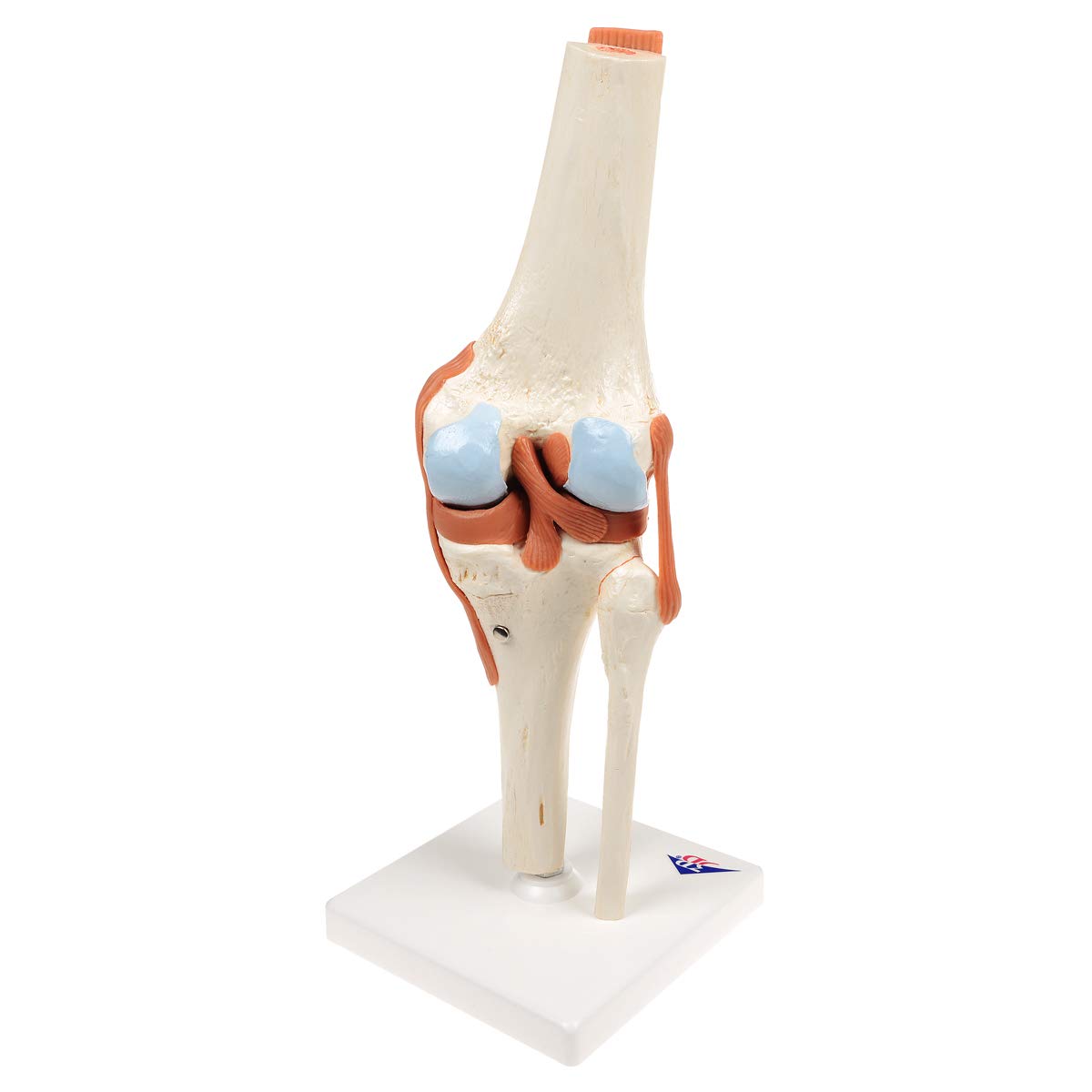 3B Scientific A82/1 Modello Funzionale di Lusso dell'Articolazione del Ginocchio + software gratuito di anatomia - 3B Smart Anatomy