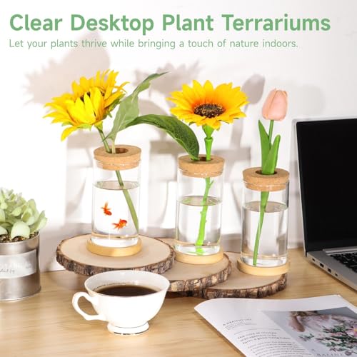 6 Pcs Plant Terrariums, Desktop Glass Planters with Cork Lids and Matching Saucers, Plant Propagation Vases, Tabletop Water Planting Containers, Glass Planter Stations for Home Office Decor - Image 5