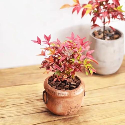 Nandina Domestica “Bambù Sacro”, Pianta sempreverde in Vaso ø8 cm, Cespuglio da Esterno, Arbusto da Giardino, Vivaio di Castelletto
