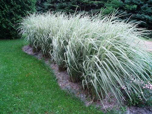 Chinaschilf Stauden 5 x Miscanthus sinensis ‚Variegatus‘ im 1 Liter Topf