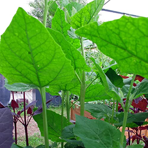 Gartenmelde Grün (Atriplex hortensis) 100 Samen Spanischer Spinat