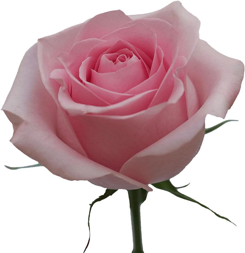 GlobalRose Roses Bouquet - Sustainably Grown Roses Fresh Flowers Next-Day Ready - Hand-Picked Flowers Fresh Bouquet, Choose from 6 Color Options & 12 to 100 Steams for Special Occasions