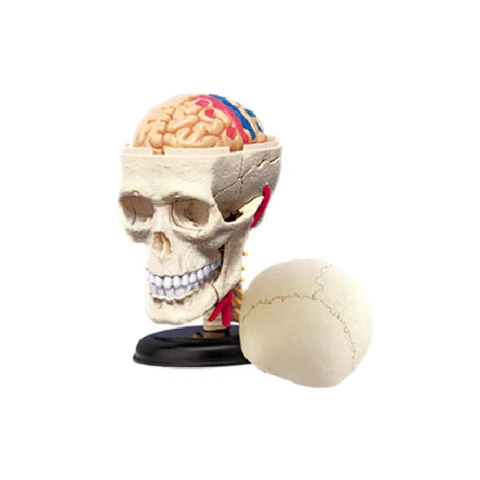 4d Replika Modelu Anatomii Człowieka Czaszki Model Mózg Organy Ciała Zaopatrzenie I Sprzęt Medyczny