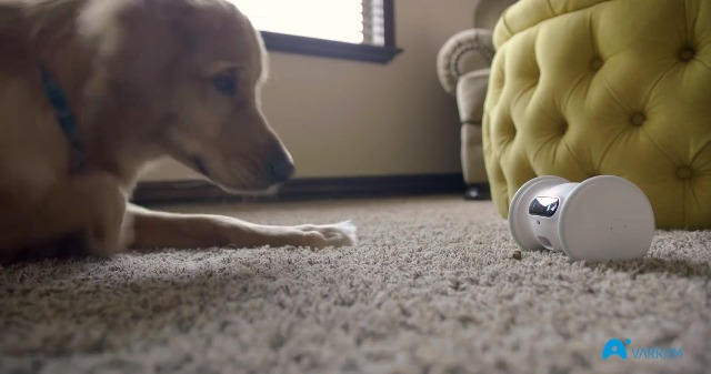 Watch VARRAM PET FITNESS Official Product Video on Amazon Live