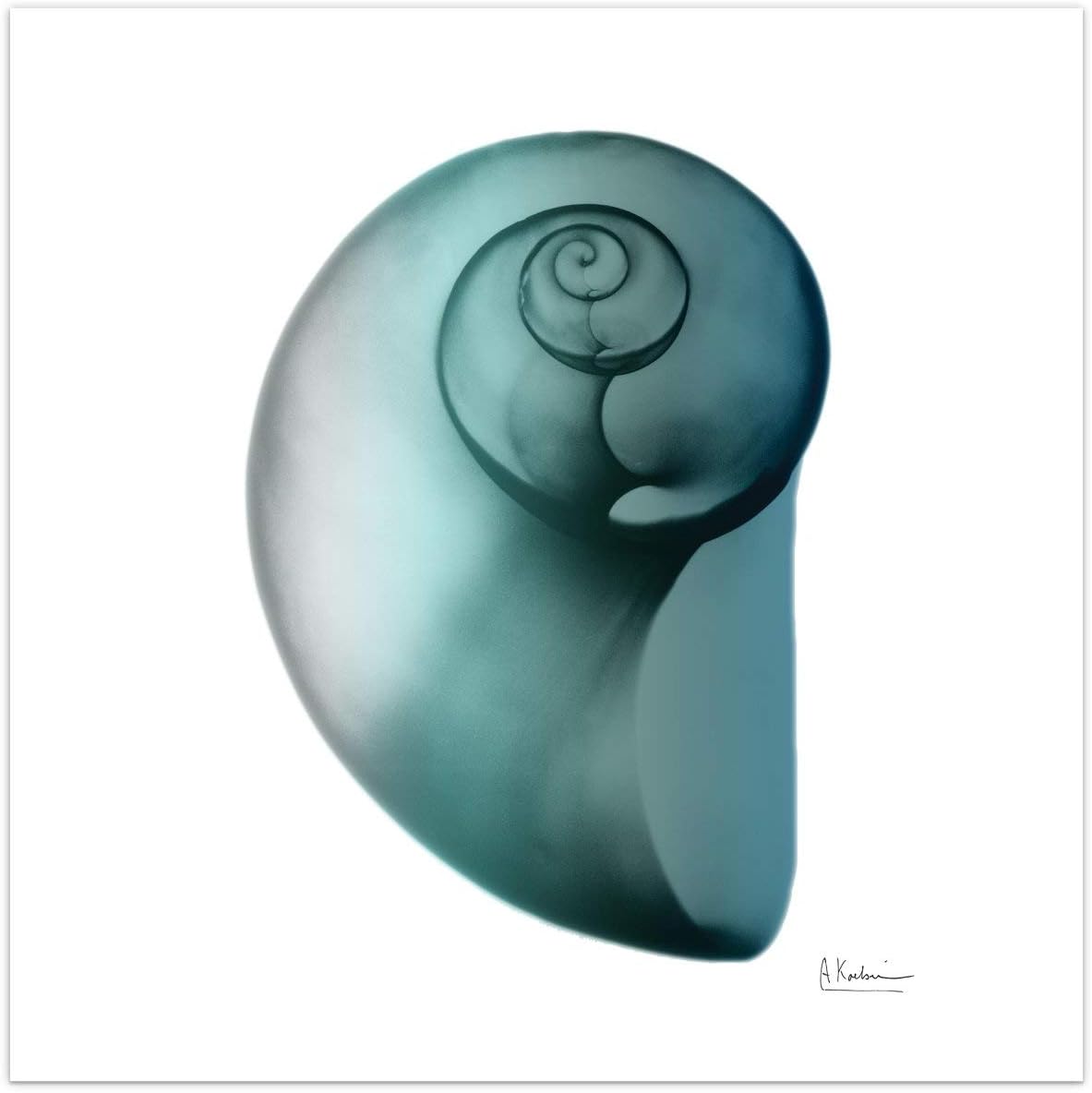 Shimmering Snail II 24" x 24" Tempered Glass Wall Art