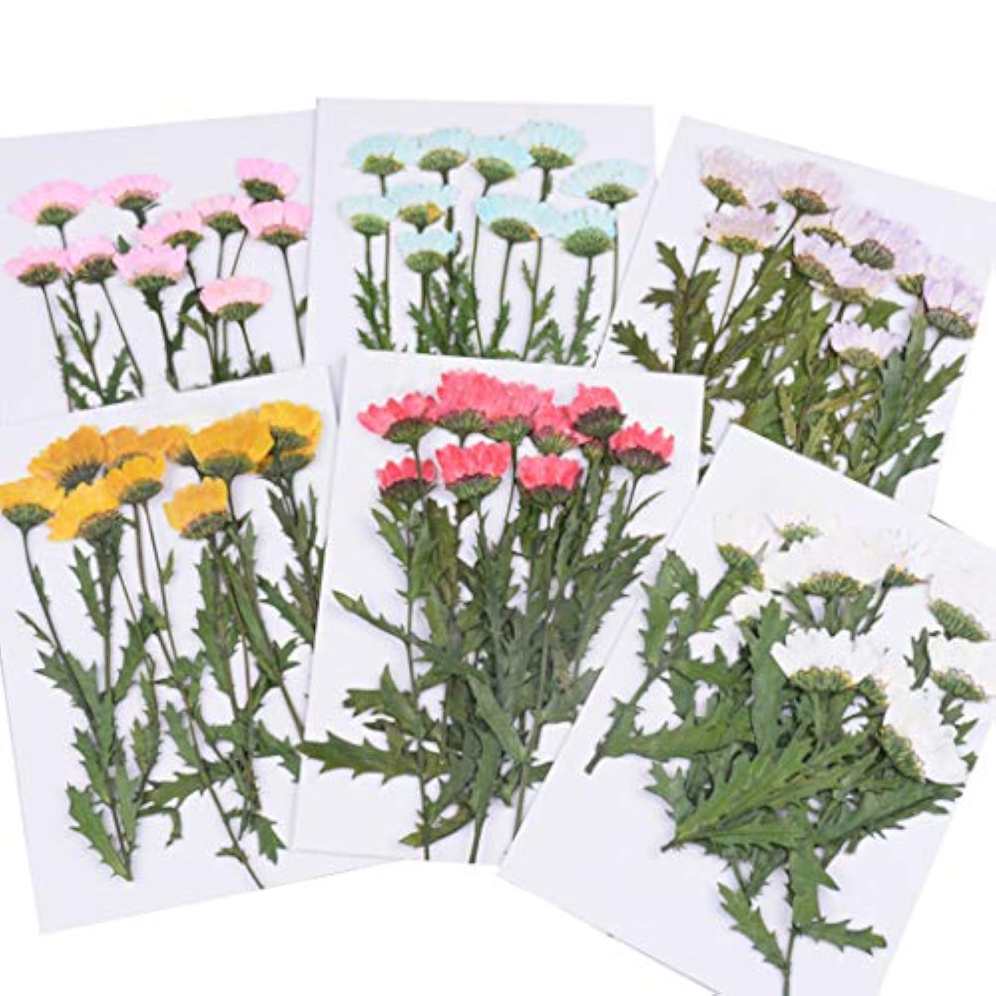 Dried Flower Natural Assorted Craft Supplies