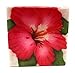 Kubla Crafts Red Hibiscus Capiz Shell Keepsake Box, 3 Inches X 3 Inches