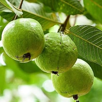 Mphmi Live Nurseryoutdoors Guava Tree, Amrud, Psidium guajava (Sardar L49, Grown Through Seeds) - Plants