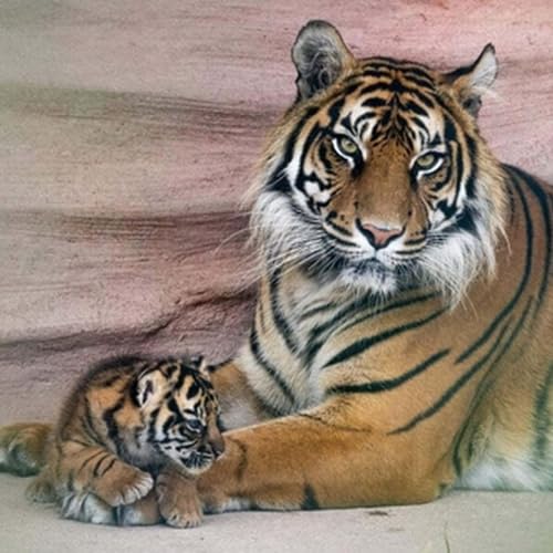 Tiger Cubs In Fota Wildlife Park, Cork