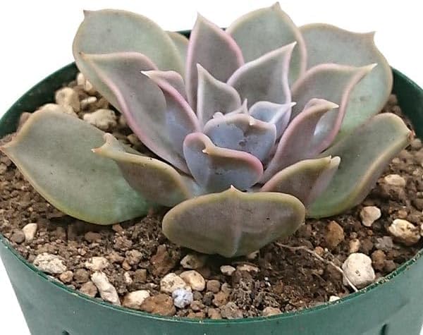 多肉植物リラシナ錦小苗抜き苗