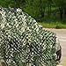FLYEGO Camo Netting Camouflage Netting, Camo Net Bulk Roll Camouflage Mesh Nets for Hunting Blind Deer Stand Military Party Decorations Sunshade Shooting (4.9ft*6.5ft/1.5m*2m, US 5 Color Woodland)
