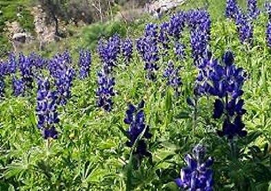 50kg Seeds of Green Manure Seeds Bitter Blue Lupin Lupinus A