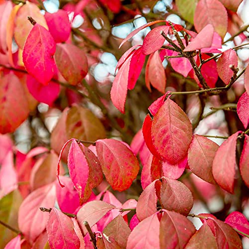 Yegaol Garden 50Pcs Burning Bush Seeds Winged Spindle Tree Euonymus Alatus Seeds Drought Tolerant Non-Gmo Shrub Seeds Home Garden Backyard Plant #TOP4