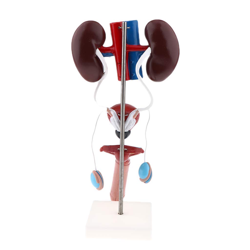 Professionelle Männliches Urogenital System Anatomisches Modell für Anatomie Lehrmittel Laborbedarf
