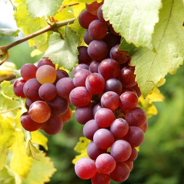 Image of GreenWorld Rare Sweet Red Grape,Lal Angoor (Guti Kolom) Live Plant Hybrid Big Size inchSpecial Variety inch(Fruit After 1 Year)