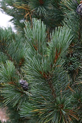 Blue Dwarf Swiss Stone Pine - Pinus cembra - 3 - Year Plant