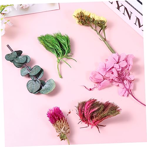 Materiales de flores secas prensadas para manualidades DIY miniatura 2