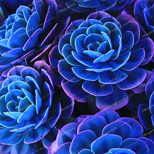 Best-Selling 100pcs Japanese Succulents Seeds Rare Indoor Flower Mini Cactus Seeds fleshier Plant Polygon Flower Seeds for Sale