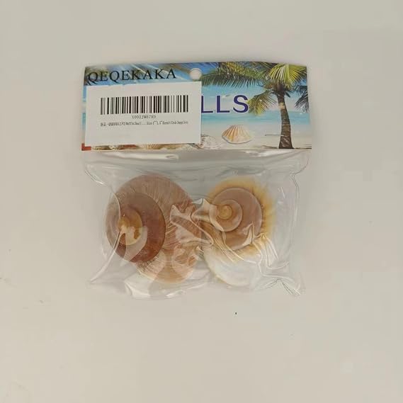 QEQEKAKA 2.7~3.5In Muffin Snail Hermit Crab Shells Natural Seashells 2 PCS
