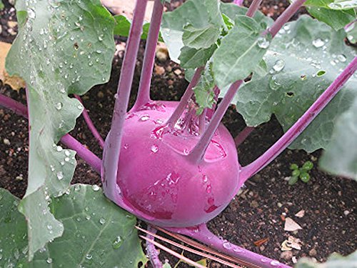 Kholrabi Hybrid Knol Khol Purple Viena, 50 Seeds Pack by Seedscare (B01DR0RV24) Amazon Price History, Amazon Price Tracker