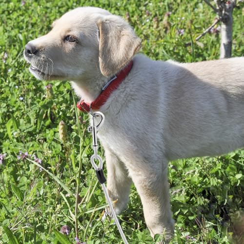 QWORK® 15M Hundeleine, Tie Out Leinen für Hunde, Φ5mm Hundekettenleine mit Feder und Haken, 360° Verwicklungsfrei, Stoßdämpfendes Laufleine für Hunde, für Laufen, Camping