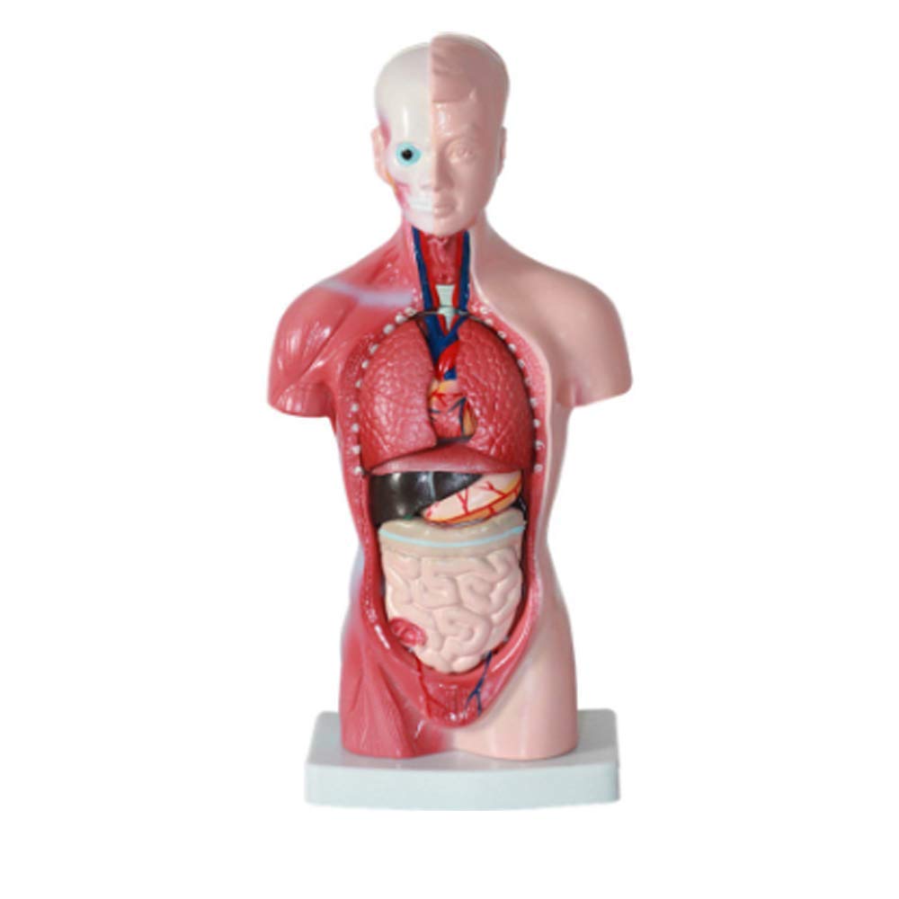 Modelo de ensamblaje Modelo anatómico Torso, estructura de órgano de anatomía humana Modelo de cuerpo 15 partes 26CM Torso esquelético visceral para niños que aprenden estudiantes que enseñan para la