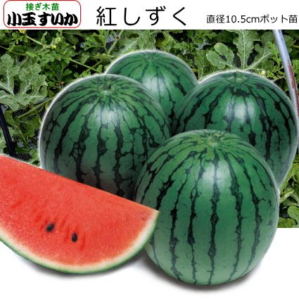 Amazon.co.jp: 赤肉 小玉 スイカ 苗 紅しずく 9cmポット苗 接ぎ木 西瓜