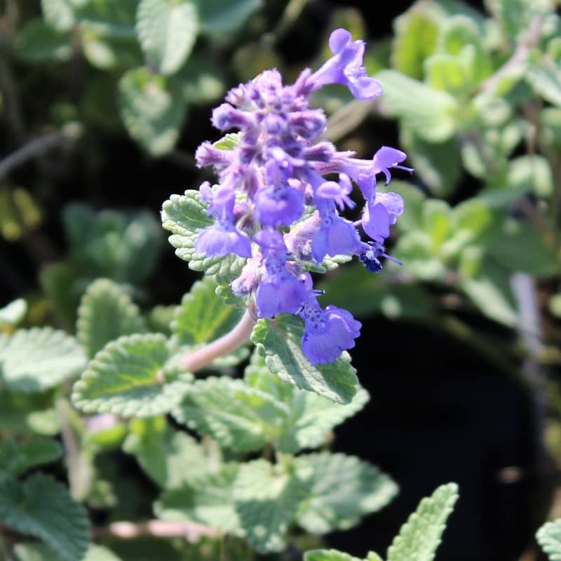 6x Herbe à chat – Nepeta faassenii – Godet 9x9cm | Couvre-sol parfumé, floraison bleue