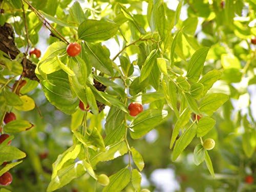 Red Chinese Date Tree Edible Fruit Jujube Ziziphus Jujuba Yellow Flower Seeds Amazon Co Uk Grocery