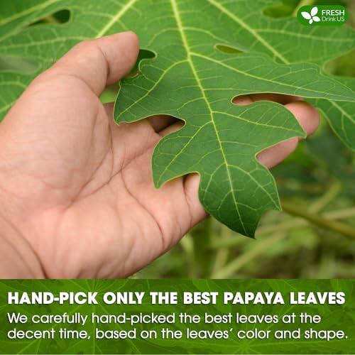 Image of FreshDrinkUS, Premium 4oz Papaya Leaves For Tea, 100% Natural & Pure from Papaya Leaves. Loose Leaf Herbal Tea. Made with Natural Material Tea Bags. No Sugar, No Caffeine, No Gluten, Vegan.
