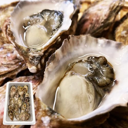 [鹿部町]北海道産 殻付き 牡蠣 1kg(15〜18個) [先行予約] 2026年6月上旬発送