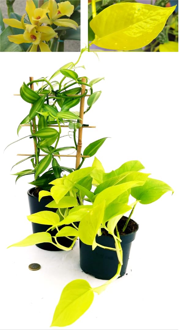 Orchidée à la vanille avec des tiges grimpantes Plante haute et avec un