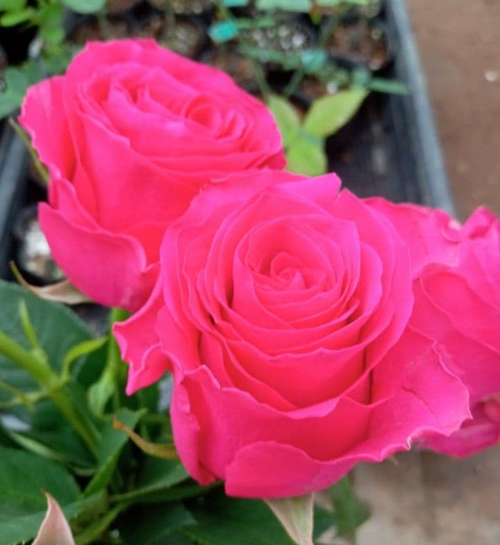 バラ苗 切り花種 種