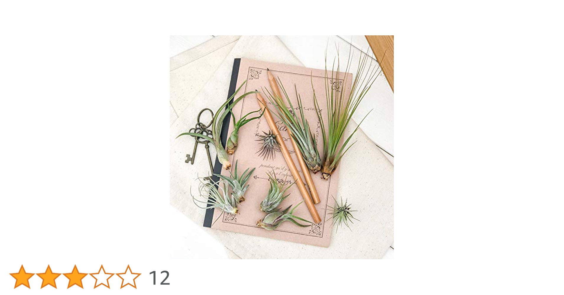 エアープランツ 10個セット ちらんじあ様ご確認用⭐︎ 送料無料]チランジア（エアプランツ）Lサイズ アソート 10株