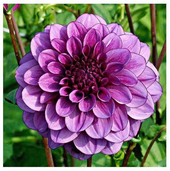 Blue Bell Dahlia - 5 Gallon Size Bare Root Tuber