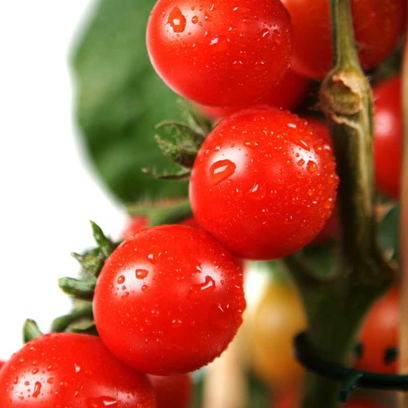 Maceta Para Tomates Y Plantas De 12 Litros - Color Antracita, Plástico Resistente Para Interior Y Exterior