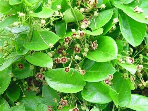 SelfLine | Damvel Heaithy live Plant (B0B8CVXG3V) Amazon Price History, Amazon Price Tracker