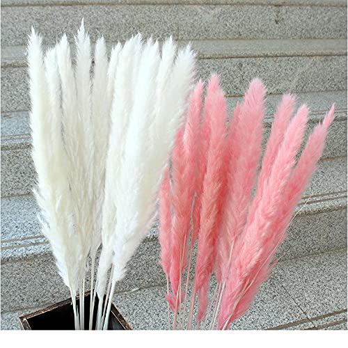 Pampas Grass Large 15 Pcs Flores Secas Naturales Decoración miniatura 6