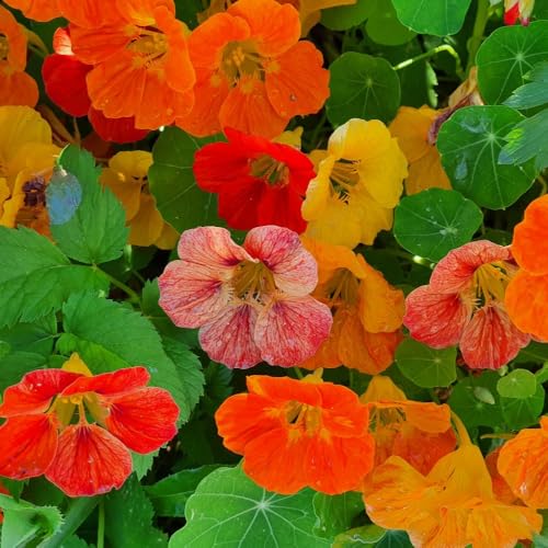Nasturtium Trailblazer Seeds Hardy Annual Trailing Bright Colourful Blooms Easy to Grow Edible Flowers Seed Pods Borders Pots Sunny Garden 1x Seed Packet by Thompson and Morgan