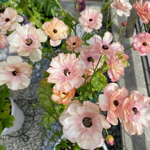 Ranunculus Bulbs, Garden Restoration Plant, Native Habitat Addition, biodiversity Support, Conservation Gardening 12pcs