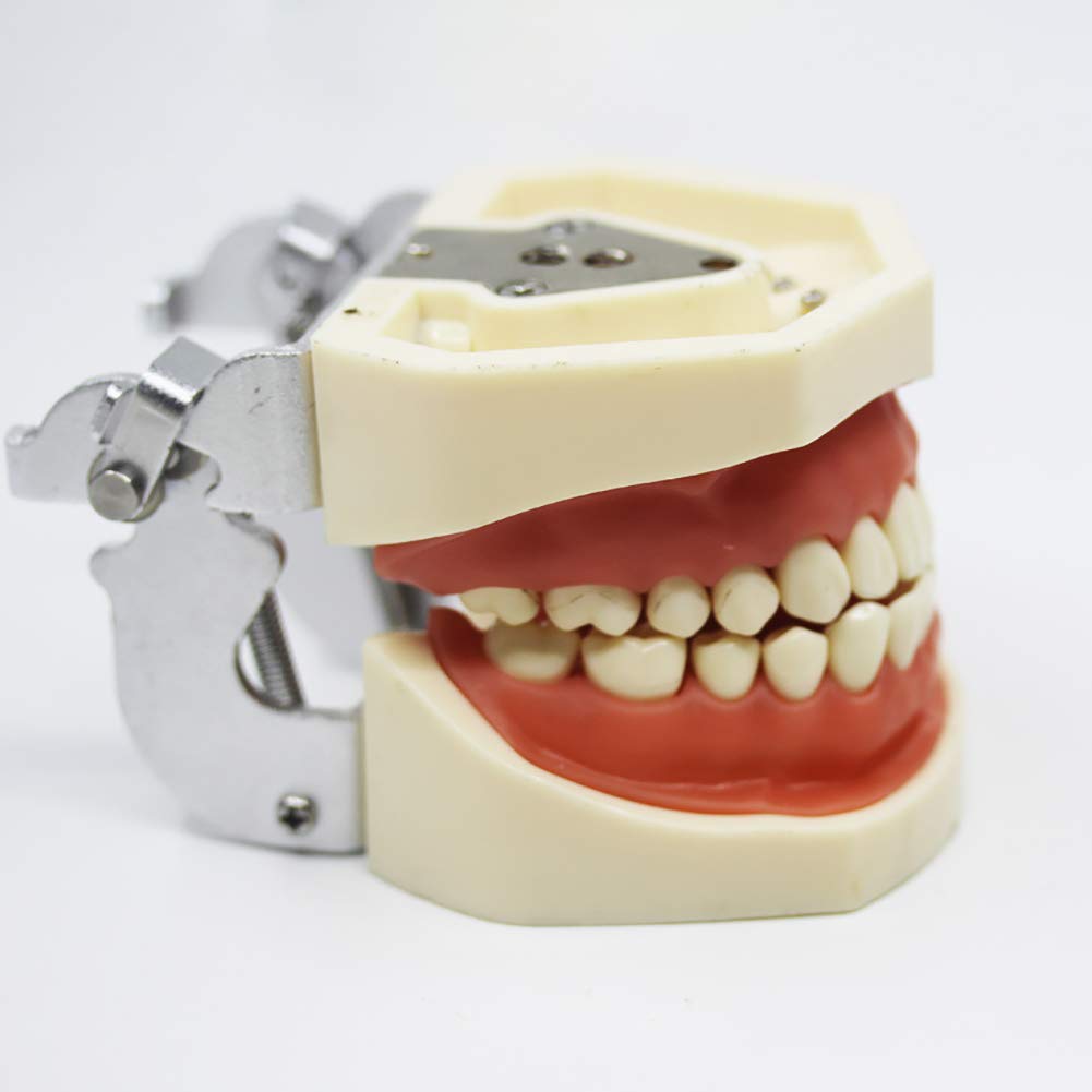 ERNZI Modelo De Enseñanza Dental Modelo Dental Modelo Estándar 28 Dientes Roscados Software De Demostración