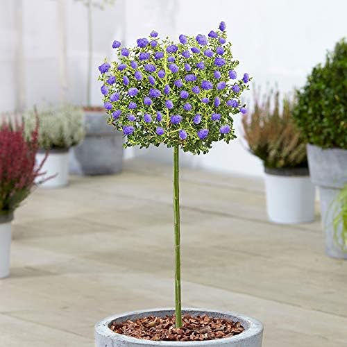 Ceanothus Puget Tree Potted Californian Lilac Evergreen Ornamental