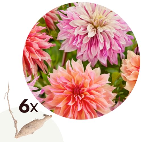 Plant in a Box - Dahlia 'Labyrinth' - juego de 6 - flores de verano - tubérculos de dalia - flores de jardín - Naranja/Rosa