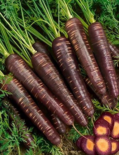 Gardenify India Exotic Black Carrot Seeds (40 Seeds/packet) (B094G9CNJ1) Amazon Price History, Amazon Price Tracker