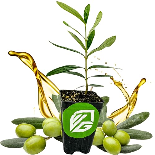 Coratina Olive Tree - Olea Europaea by Wellspring Gardens - Italian Olive, Cross-Pollination...
