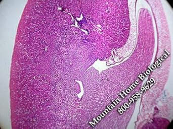 PS112 Mammalian Histology Slide Set