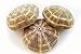 Set of 3 Large Alfonso Gator Sea Urchins 3" - 4" Coastal Beach Cottage Craft Decor